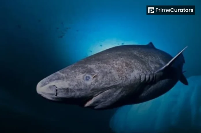 A 392-Year-Old Female Greenland Shark has been Roaming the Arctic Since the 1600s