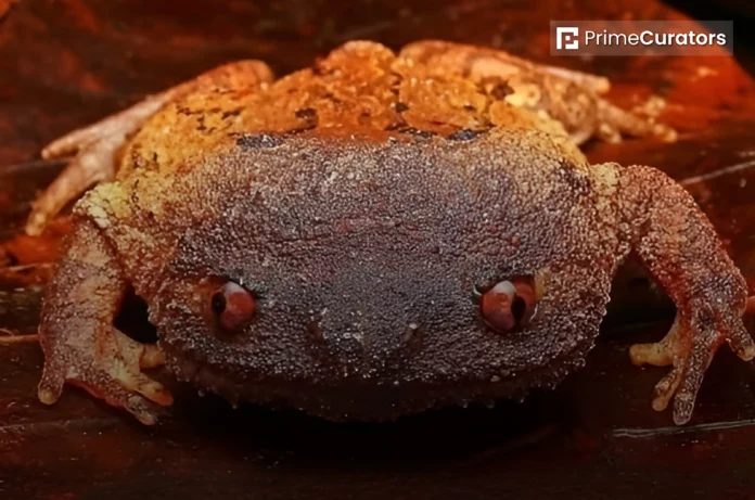 An Extremely Rare Brooks' Burrowing Frog, Last Seen 14 Years Ago, Has Been Rediscovered In Borneo