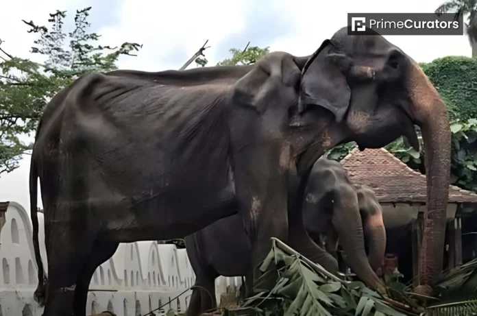 One of the Oldest Asian Elephants has Died at 70 After Decades of Tourist Rides and Ceremonies