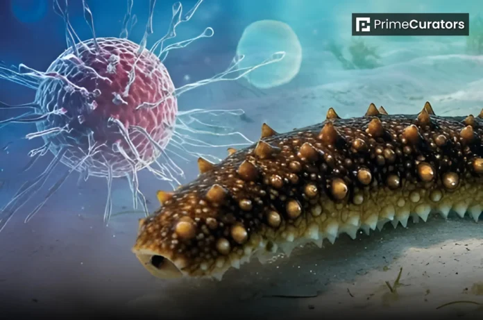 Scientists Discovered A Natural Compound in Sea Cucumbers That Blocks Cancer Growth
