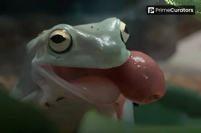 When a Frog Eats Something Poisonous, It Ejects Its Whole Stomach, Cleans It, and Pulls it Back In